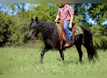 Fries paard, Merrie, 9 Jaar, 155 cm, Zwart