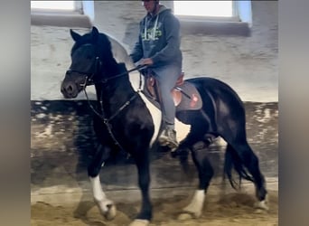 Friesen Mix, Stute, 9 Jahre, 158 cm, Schecke