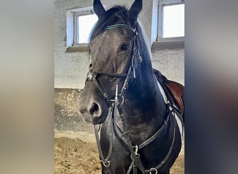 Friesen Mix, Stute, 9 Jahre, 158 cm, Schecke