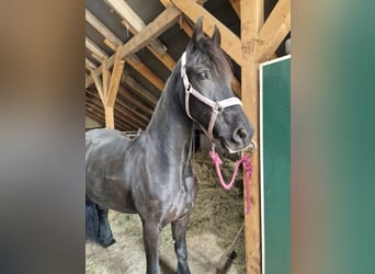 Fries paard, Merrie, 9 Jaar, 160 cm, Zwart