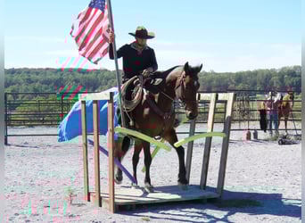 Fries paard Mix, Merrie, 9 Jaar, 163 cm, Roodbruin