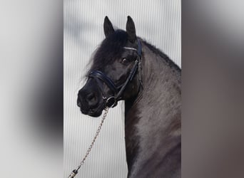 Fries paard, Merrie, 9 Jaar, 163 cm, Zwart