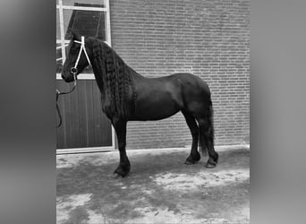 Fries paard, Merrie, 9 Jaar, 163 cm, Zwart