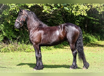 Fries paard, Merrie, 9 Jaar, 163 cm, Zwart