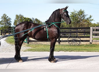 Fries paard, Merrie, 9 Jaar, 163 cm, Zwart