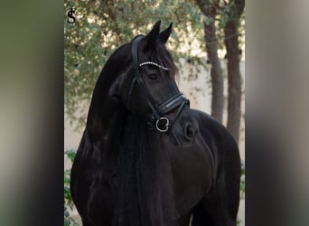 Fries paard, Merrie, 9 Jaar, 164 cm, Zwart