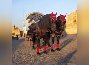 Fries paard, Merrie, 9 Jaar, 165 cm, Zwart