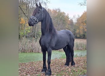 Fries paard, Merrie, 9 Jaar, 165 cm, Zwart