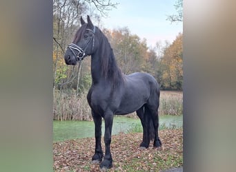 Fries paard, Merrie, 9 Jaar, 165 cm, Zwart