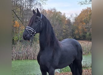 Fries paard, Merrie, 9 Jaar, 165 cm, Zwart