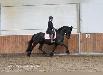 Fries paard, Merrie, 9 Jaar, 165 cm, Zwart