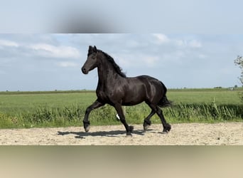 Fries paard, Merrie, 9 Jaar, 165 cm, Zwart