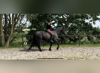 Fries paard, Merrie, 9 Jaar, 165 cm, Zwart