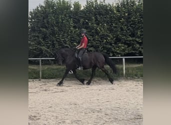 Fries paard, Merrie, 9 Jaar, 165 cm, Zwart