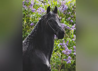 Fries paard, Merrie, 9 Jaar, 166 cm, Zwart