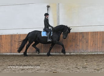 Fries paard, Merrie, 9 Jaar, 167 cm, Zwart