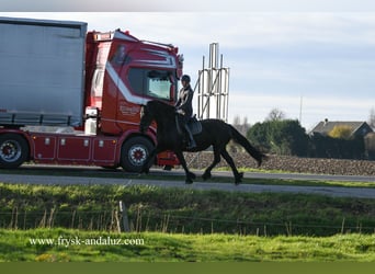 Fries paard, Merrie, 9 Jaar, 167 cm, Zwart