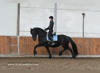 Fries paard, Merrie, 9 Jaar, 167 cm, Zwart