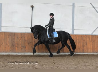 Fries paard, Merrie, 9 Jaar, 167 cm, Zwart