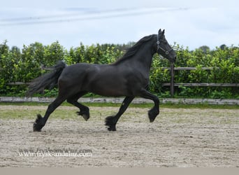 Fries paard, Merrie, 9 Jaar, 167 cm, Zwart