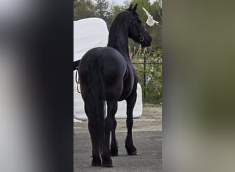 Fries paard, Merrie, 9 Jaar, 167 cm, Zwart