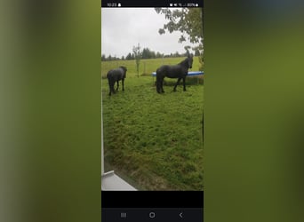Fries paard, Merrie, 9 Jaar, 168 cm, Zwart