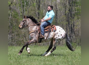 Fries paard, Merrie, 9 Jaar, Roodvos