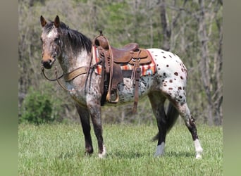 Fries paard, Merrie, 9 Jaar, Roodvos