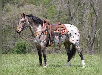 Fries paard, Merrie, 9 Jaar, Roodvos