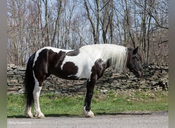 Fries paard, Merrie, 9 Jaar, Tobiano-alle-kleuren