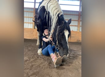 Fries paard, Merrie, 9 Jaar, Tobiano-alle-kleuren