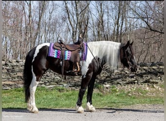 Fries paard, Merrie, 9 Jaar, Tobiano-alle-kleuren