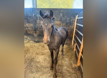 Fries paard Mix, Merrie, Veulen (02/2026), 155 cm