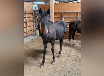 Fries paard Mix, Merrie, Veulen (02/2026), 155 cm