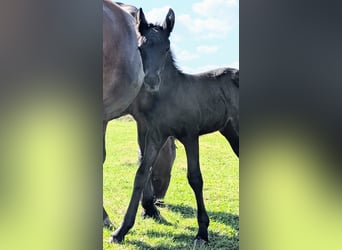 Fries paard Mix, Merrie, Veulen (08/2025), 155 cm, Zwart