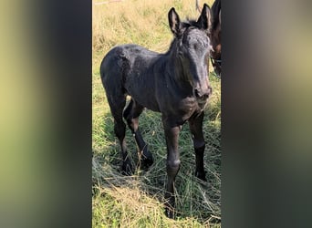 Fries paard Mix, Merrie, Veulen (08/2025), 155 cm, Zwart