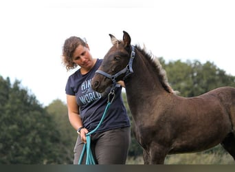 Fries paard, Merrie, veulen (01/2024), 159 cm, Zwart