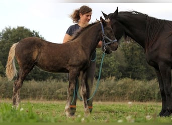 Fries paard, Merrie, veulen (01/2024), 159 cm, Zwart