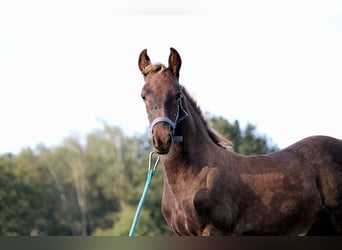 Fries paard, Merrie, veulen (01/2024), 159 cm, Zwart