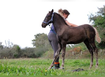 Fries paard, Merrie, veulen (01/2024), 159 cm, Zwart