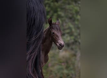 Fries paard, Merrie, veulen (01/2024), 159 cm, Zwart