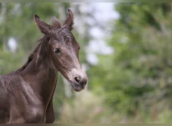 Fries paard, Merrie, veulen (01/2024), 159 cm, Zwart