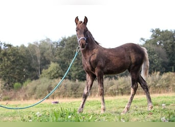 Fries paard, Merrie, veulen (01/2024), 159 cm, Zwart