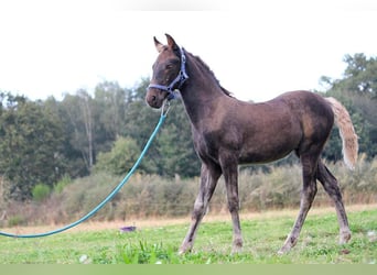 Fries paard, Merrie, veulen (01/2024), 159 cm, Zwart