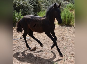 Fries paard Mix, Merrie, veulen (02/2023), 160 cm, Zwart