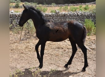 Fries paard Mix, Merrie, veulen (02/2023), 160 cm, Zwart