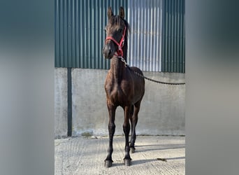 Fries paard, Merrie, veulen (02/2023), 163 cm, Zwart