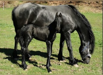 Fries paard, Merrie, veulen (04/2023), 165 cm, Zwart