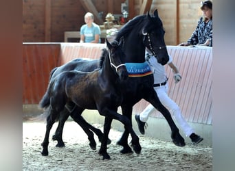 Fries paard, Merrie, veulen (04/2023), 165 cm, Zwart