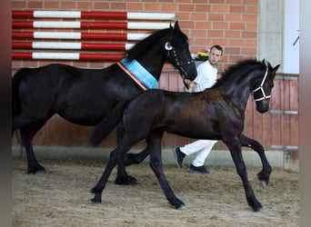 Fries paard, Merrie, veulen (04/2023), 165 cm, Zwart